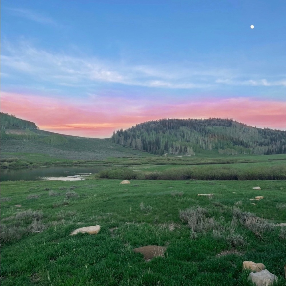 Meet your Posher, Daisy hill